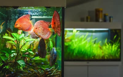 Comment déménager un aquarium ?